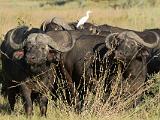 Africa 032 : Africa, Animal, Botswana, Cape Buffalo, Chitabe, Mammal, Okavango